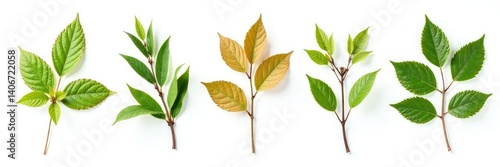 Branches of different types and textures isolated on white, branch, leaf