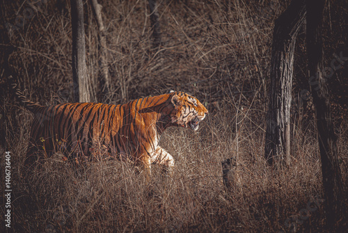 A dominant tiger in Panna Tiger Reserve