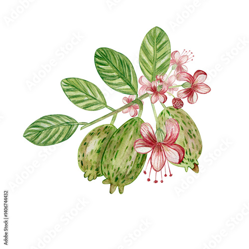 Watercolor illustration of a twig with feijoa fruits, flowers, feijoa leaves. Isolated on a white background. For textiles, fabrics, covers, wallpaper, prints, gift wrapping and scrapbooking.