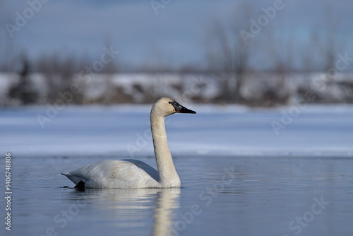A Trumpeter Swan swims on an Alaskan pond during spring migration