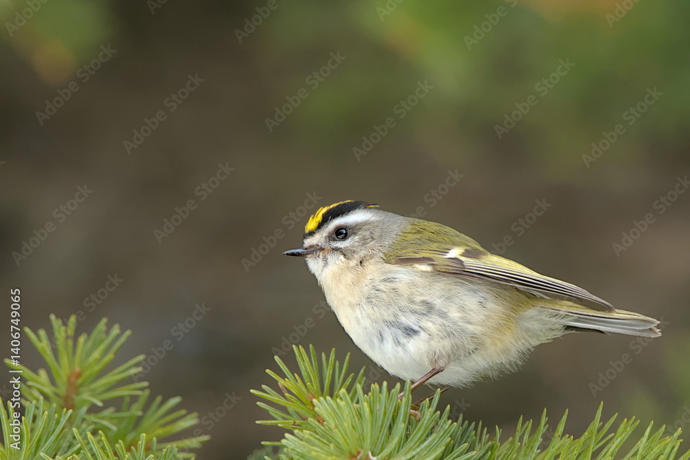 Obraz premium A Golden-crowned Kinglet perches on a spruce tree in the Alaskan forest.