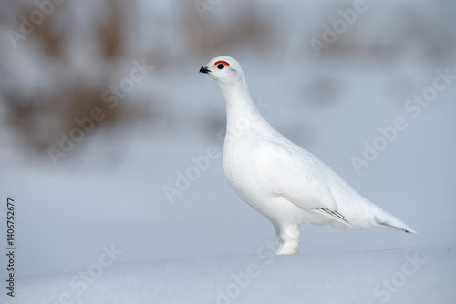 A Willow Ptarmigan walks across the snow in the Alaskan wilderness.