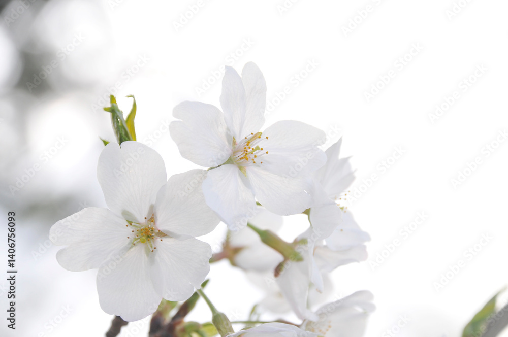 桜 桜