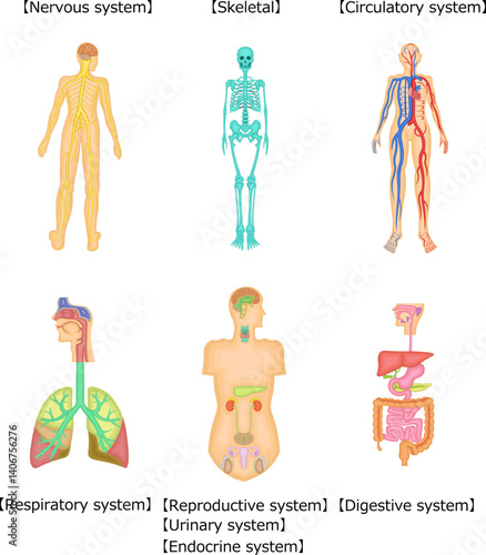 人　構造　イラスト　英語