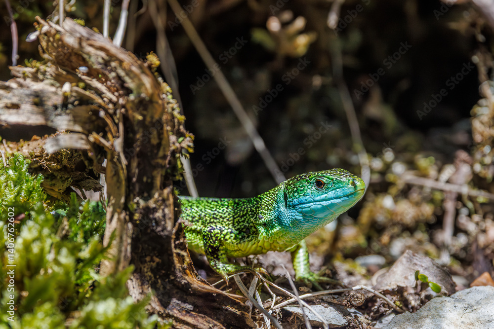 Fototapeta premium Portrait of a green lizard hidden at the edge of a path