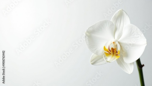 Delicate white orchid blossom against pure white backdrop, bloom, background, spring