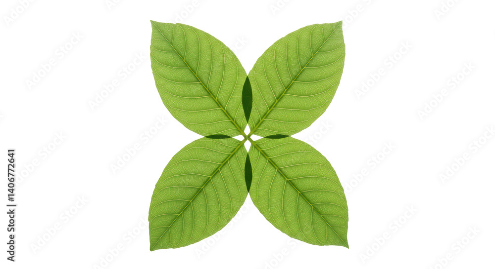 Isolated Four Green Leaves Isolated Four Green Leaves