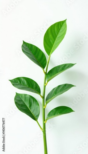 Foliage of a lone plant against white background, botanicals, calming