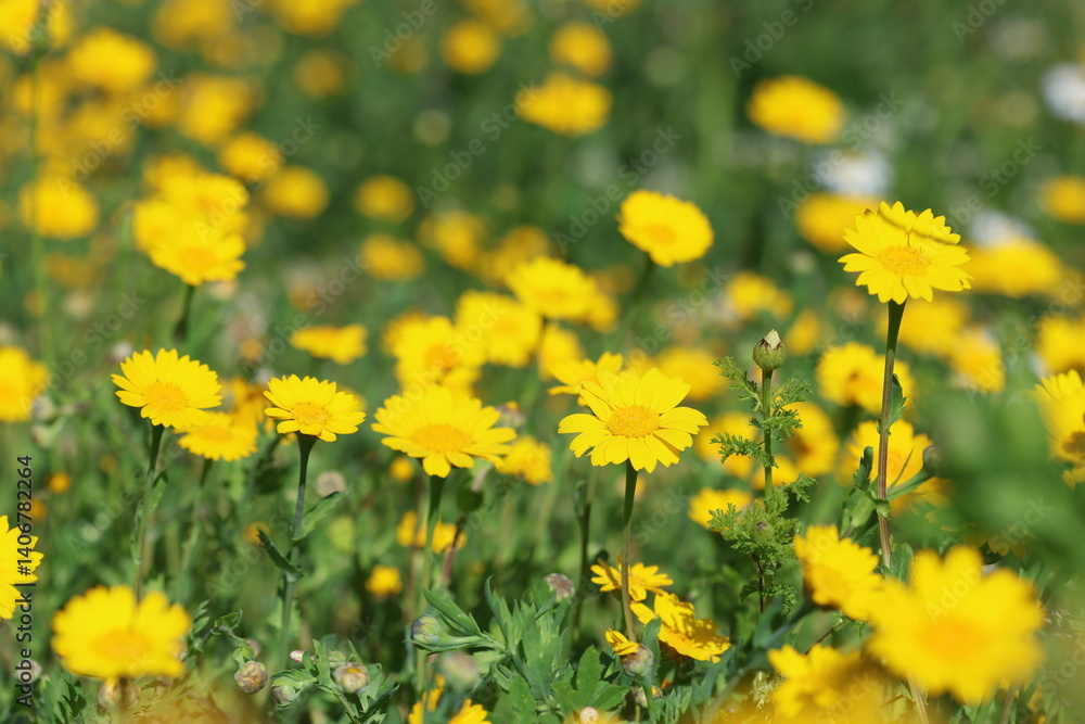yellow daisy flower in the meadow in spring yellow daisy flower in the meadow in spring