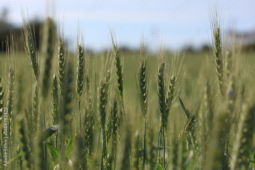 Obraz premium ripening wheat ears against blue sky