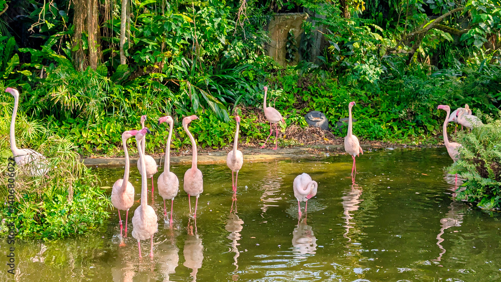 flamingos at a zoo