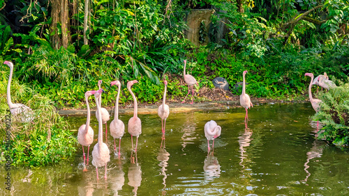 Obraz na płótnie flamingos at a zoo w salonie