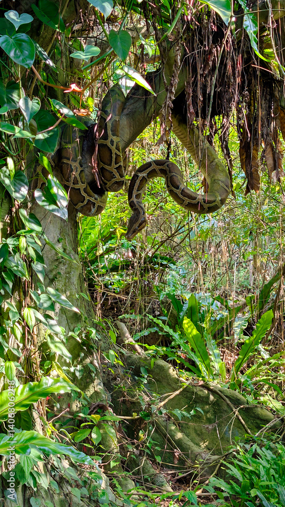 a giant snake at a zoo