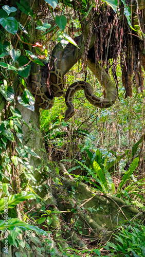 Obraz na płótnie a giant snake at a zoo w salonie