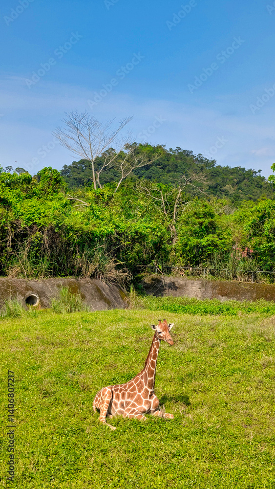 giraffe at a zoo