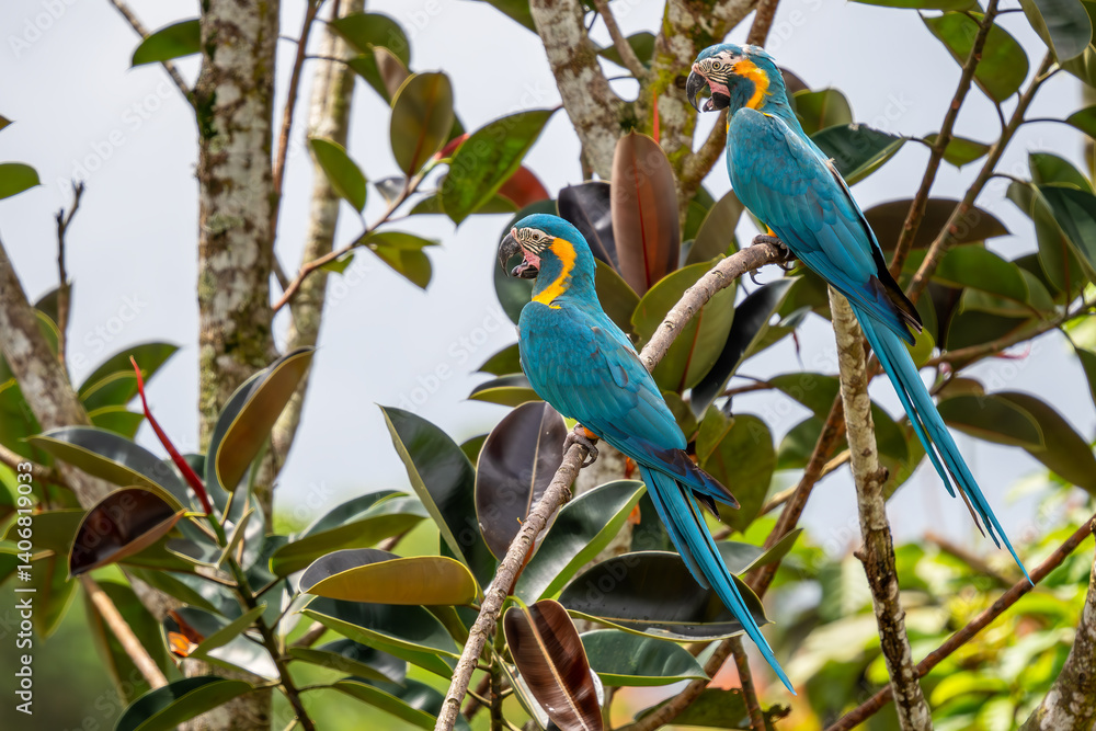 Obraz premium Blue-throated Macaw - Ara glaucogularis, beautiful large yellow and blue macaw parrot endemic to forests and woodlands or Bolivia.