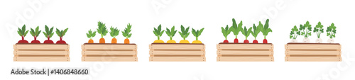 Gardening, spring, farming and home garden concept. Set of wooden boxes with growing vegetables - beet, carrot, turnip, radish, parsley root. Vector hand drawn cliparts isolated on white.