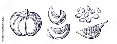 Pumpkin slice and seed. Vector art set Sketch sign