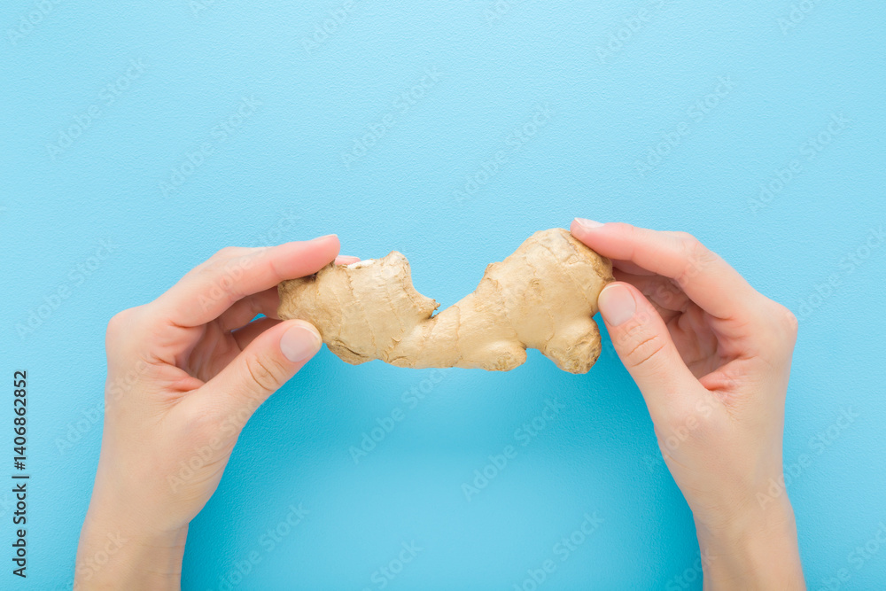 Young adult woman hand fingers holding fresh brown ginger root on light blue table background. Pastel color. Closeup. Point of view shot. Top down view. Young adult woman hand fingers holding fresh brown ginger root on light blue table background. Pastel color. Closeup. Point of view shot. Top down view.