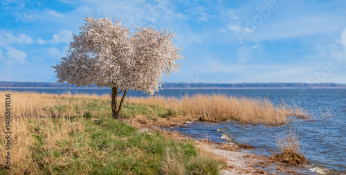 Ein kleiner Baum, Prunus avium, blüht mit strahlend weißen Blüten im Frühlingssonnenschein vor dem blauen Wasser des Achterwassers bei Zempin, Usedom – ein idyllisches Naturparadies.