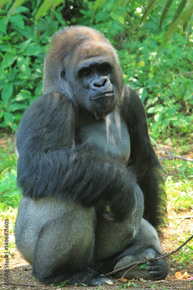 A silverback gorilla sits quietly eating fruit in the grass A silverback gorilla sits quietly eating fruit in the grass