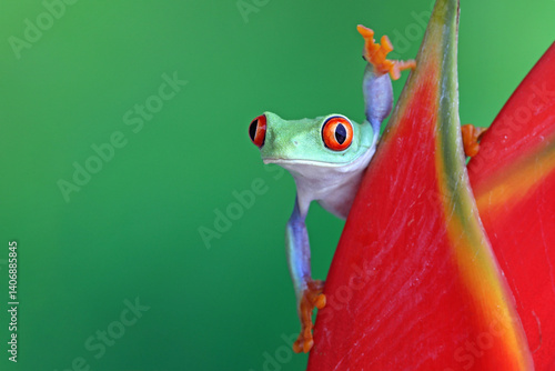 Red-eyed tree frog climbing on dwarf jamaican heliconia flower, Red-eyed tree frog (Agalychnis callidryas) closeup on flower, Green tree frog dwarf jamaican heliconia flower