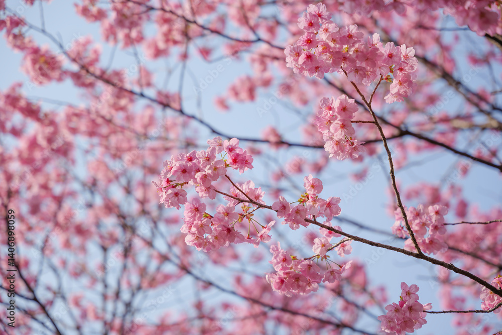 Close-up of cherry blossoms, spring plants, bright pink Close-up of cherry blossoms, spring plants, bright pink