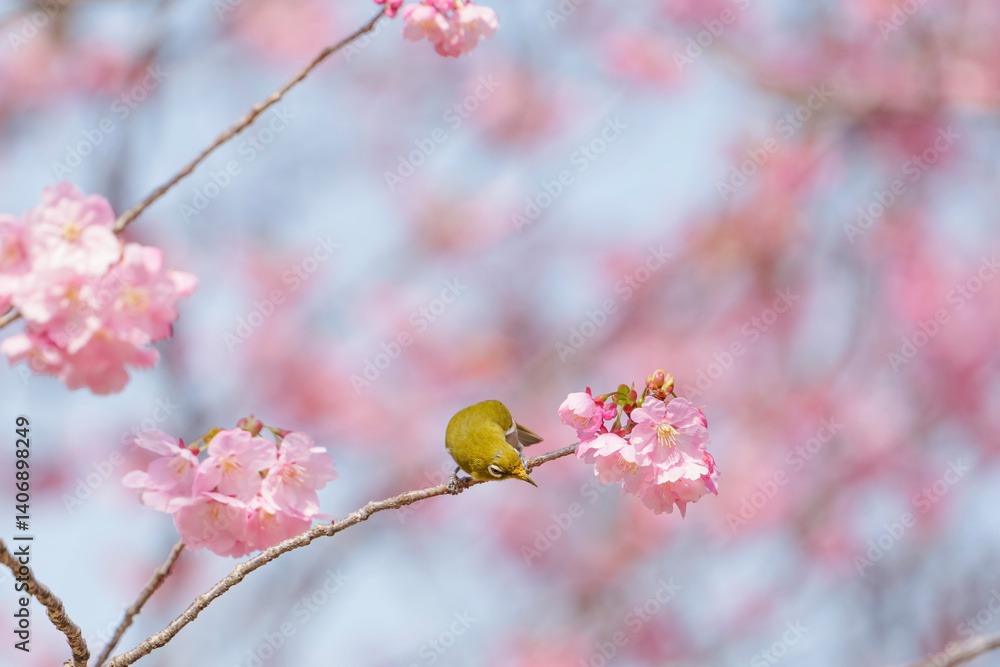 Cute white-eye sucking on cherry blossom honey.
Cute white-eye sucking on cherry blossom honey.