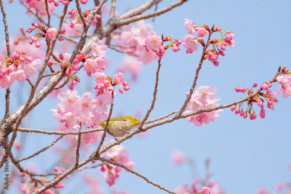 Cute white-eye sucking on cherry blossom honey.
Cute white-eye sucking on cherry blossom honey.