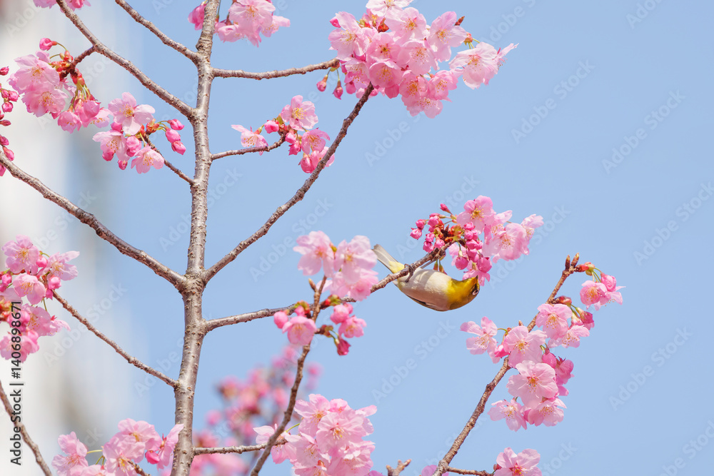 Cute white-eye sucking on cherry blossom honey.
Cute white-eye sucking on cherry blossom honey.