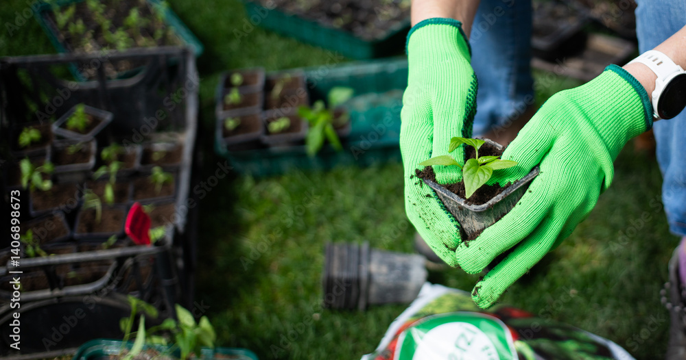 woman planting seedling in spring