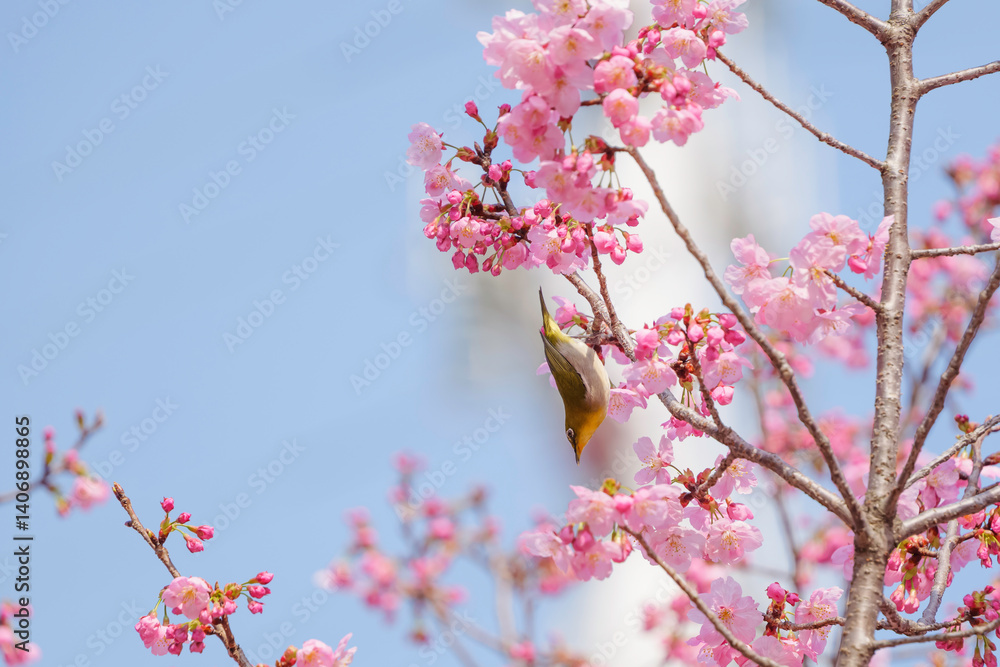 Cute white-eye sucking on cherry blossom honey.
Cute white-eye sucking on cherry blossom honey.