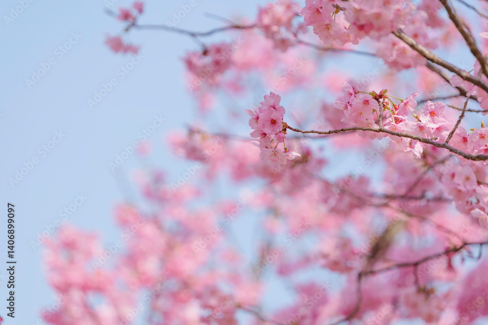 Close-up of cherry blossoms, spring plants, bright pink