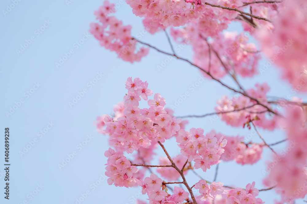 Close-up of cherry blossoms, spring plants, bright pink Close-up of cherry blossoms, spring plants, bright pink