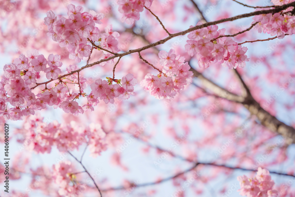Close-up of cherry blossoms, spring plants, bright pink Close-up of cherry blossoms, spring plants, bright pink