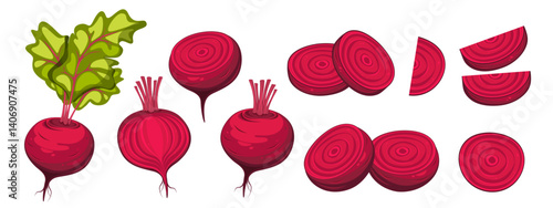 Beetroot collection. Beetroot with tops. Ripe, healthy vegetable sliced, half of beetroot. Vector illustration on white background.