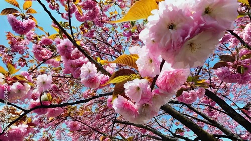 cherry blossom in spring