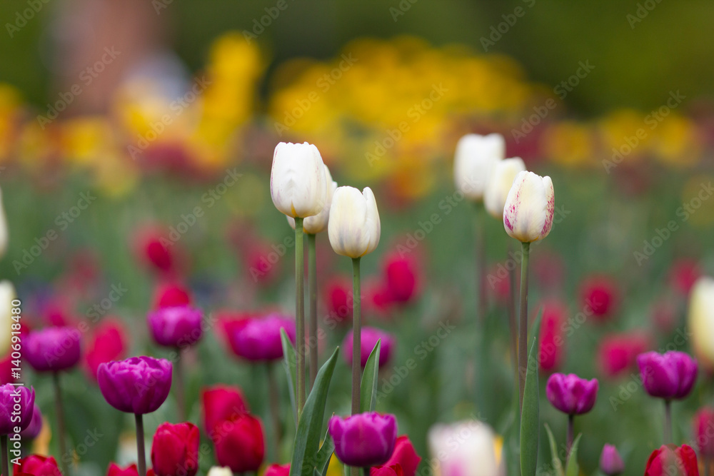 Fototapeta premium Colorful tulips in the park in spring 