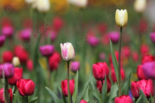 Colorful tulips in the park in spring
