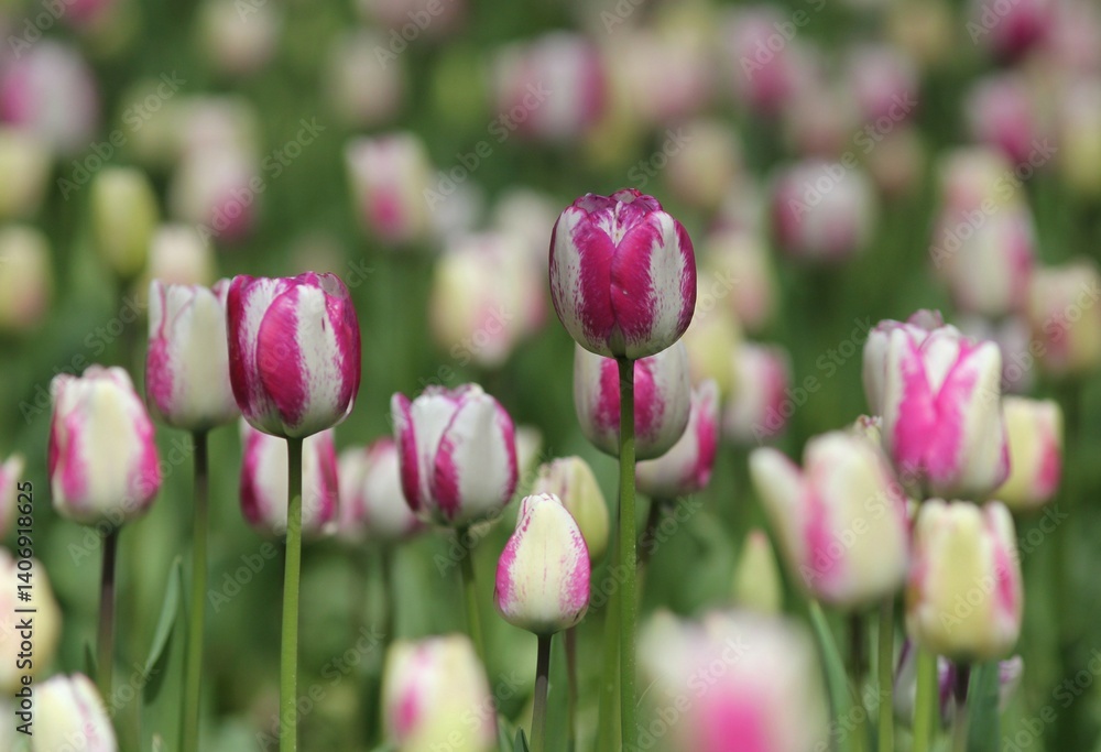 Fototapeta premium Colorful tulips in the park in spring 