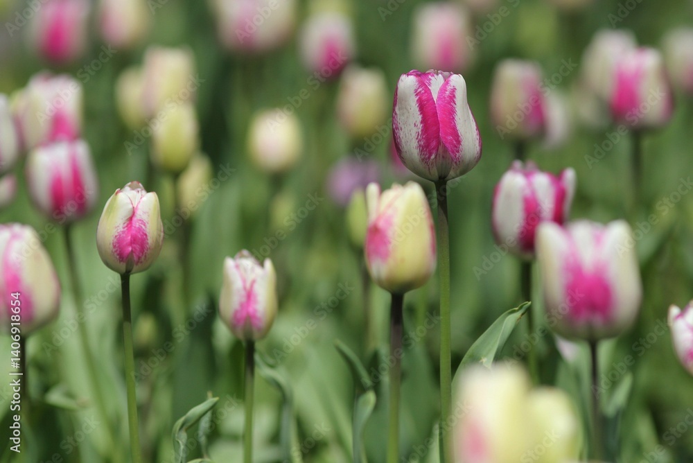Fototapeta premium Colorful tulips in the park in spring 