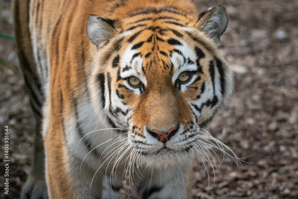 Siberian Tiger Siberian Tiger