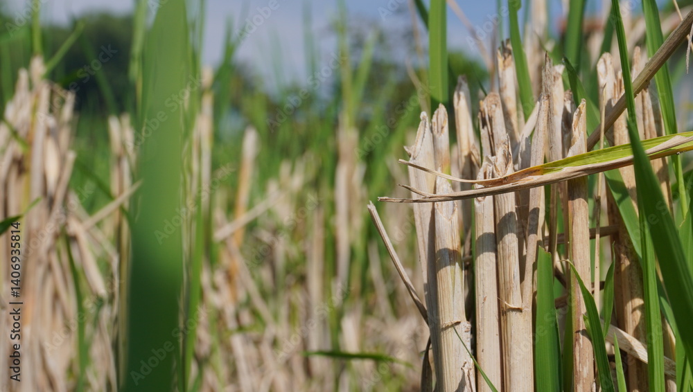Fototapeta premium rice stalks left over from harvest
