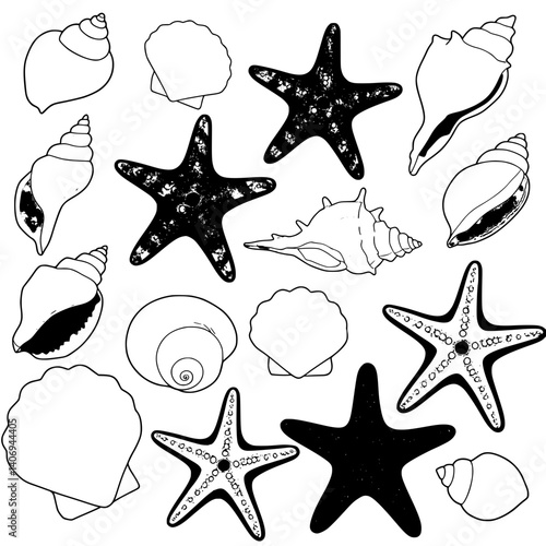 A vector illustration depicts a collection of seashells and starfish, both in outlines and filled versions, arranged in an irregular pattern on a white background.