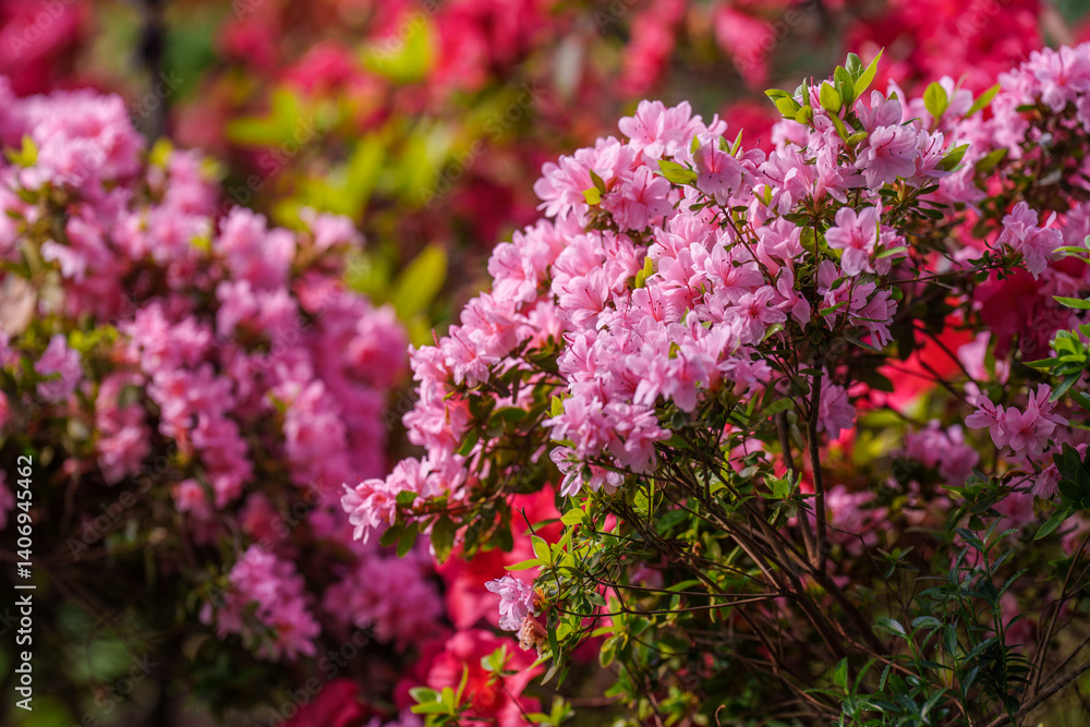 Close-up photo of colorful Rhododendron flowers blooming in spring Close-up photo of colorful Rhododendron flowers blooming in spring