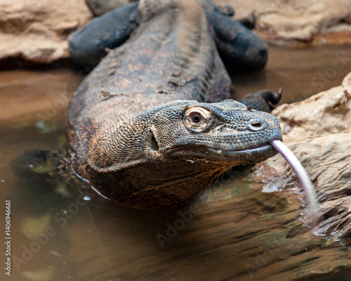 Close up portrait of a Komodo Dragon flicking its tongue