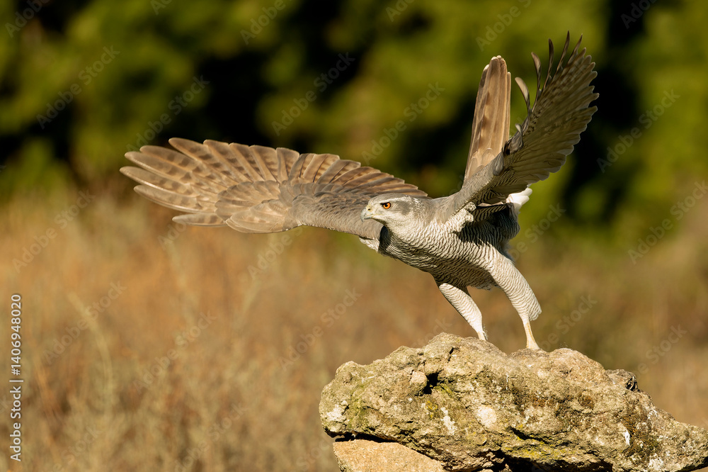 An adult female Northern goshawk taking off from her favorite vantage point in a Mediterranean pine and oak forest in the last light of a cold January evening.