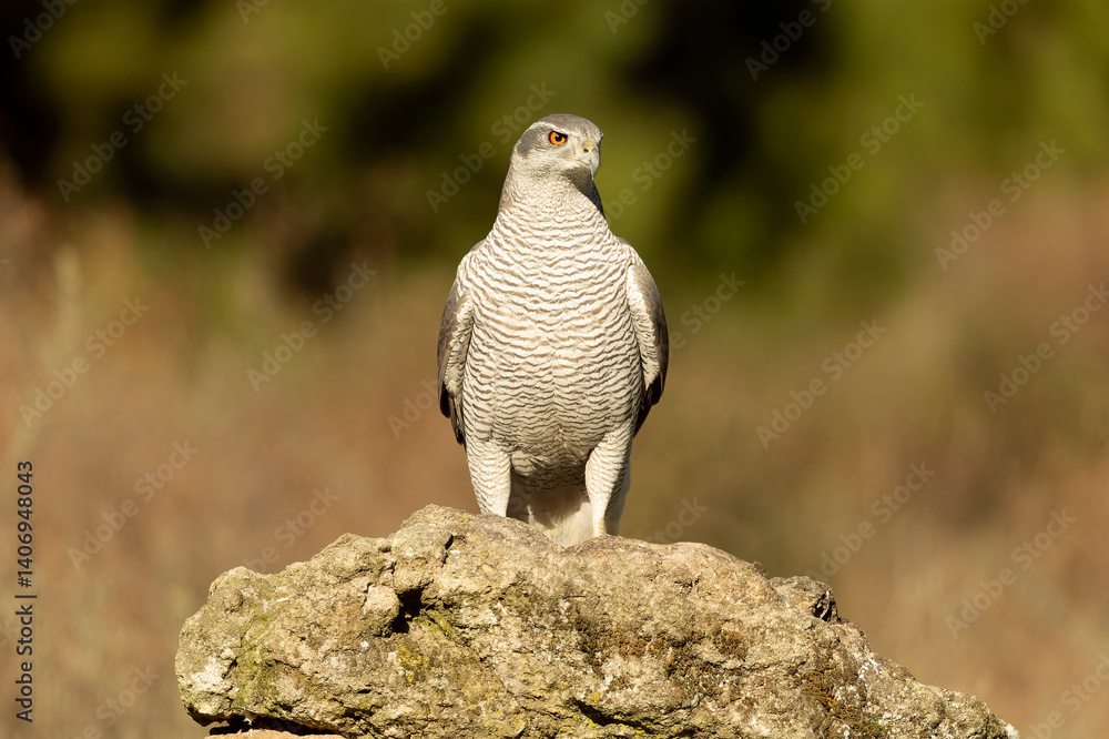 Obraz premium Adult female Northern goshawk in a Mediterranean oak and pine forest in the last light of a winter day