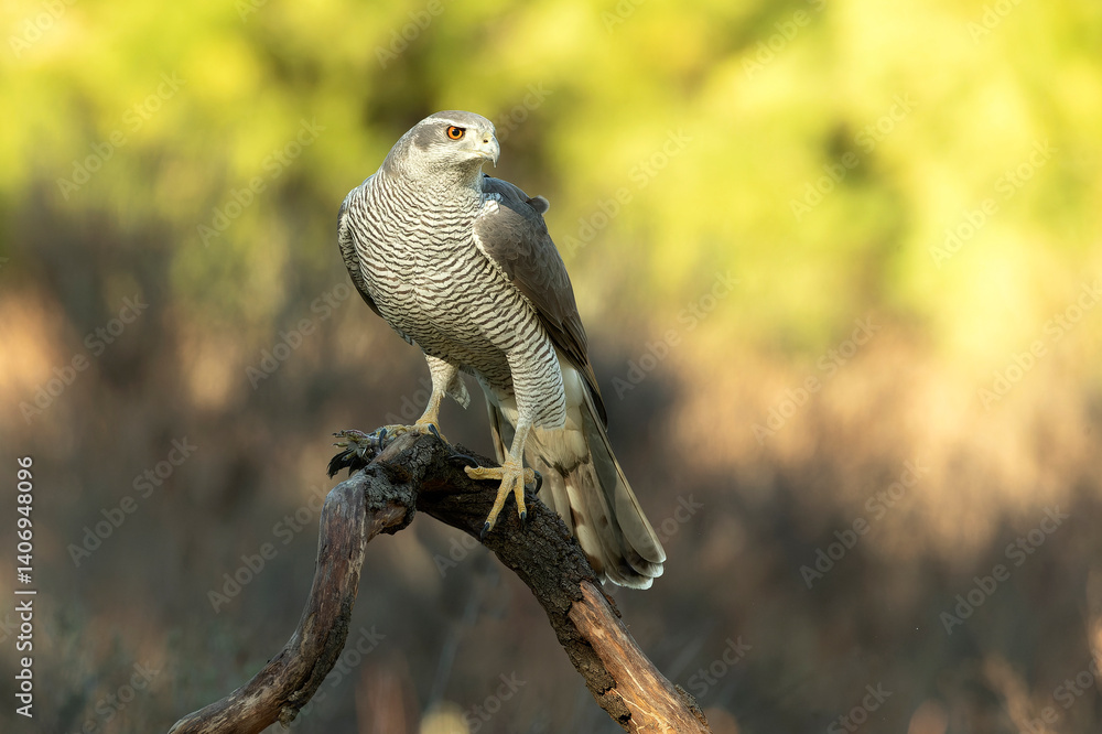 Adult female Northern goshawk in a Mediterranean oak and pine forest in the last light of a winter day
