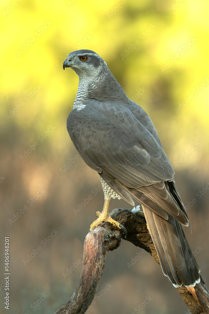 Adult female Northern goshawk in a Mediterranean oak and pine forest in the last light of a winter day